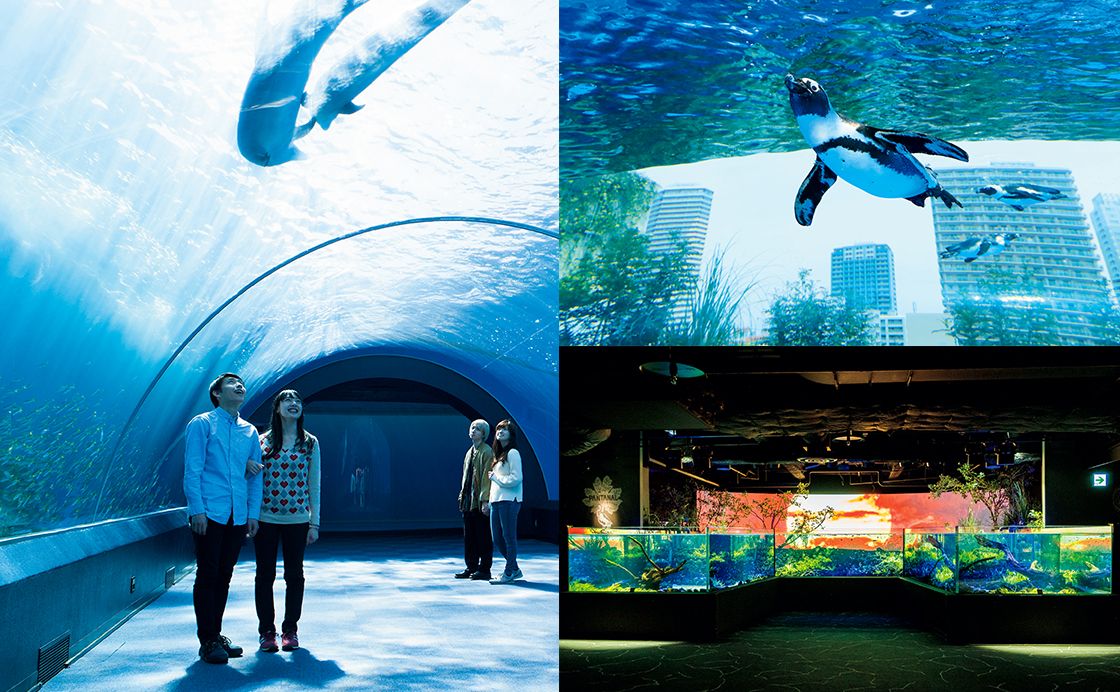 都内＆近郊 水族館ガイド［大人の水族館案内。］