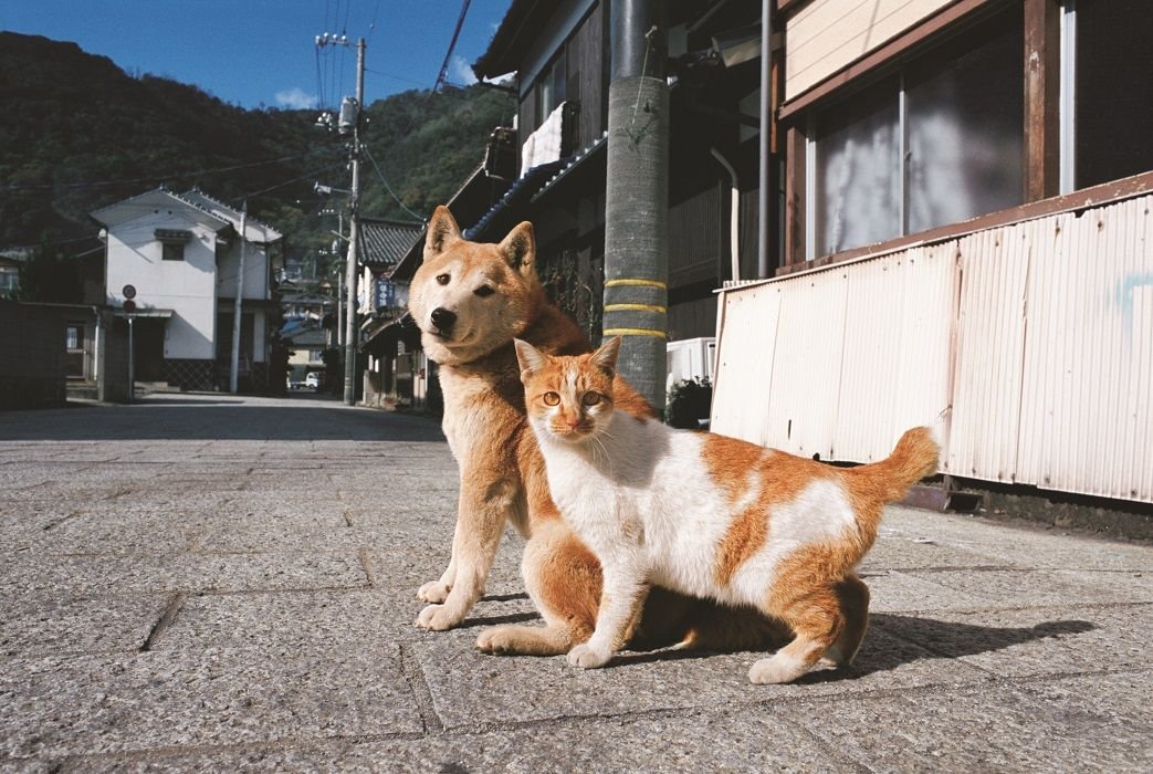 《池袋》岩合光昭写真展「ねこといぬ」、開催中
