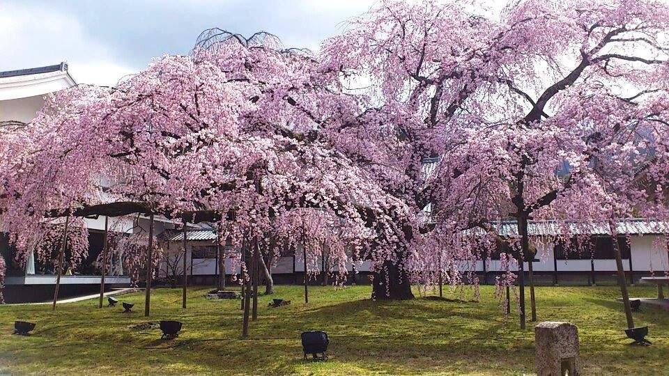 《京都》〝桜の名所〟醍醐寺にIKEAとのコラボカフェがオープン