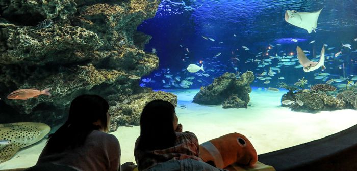 ≪池袋≫魚と眠る夜？！サンシャイン水族館のお泊まり女子会がすごい