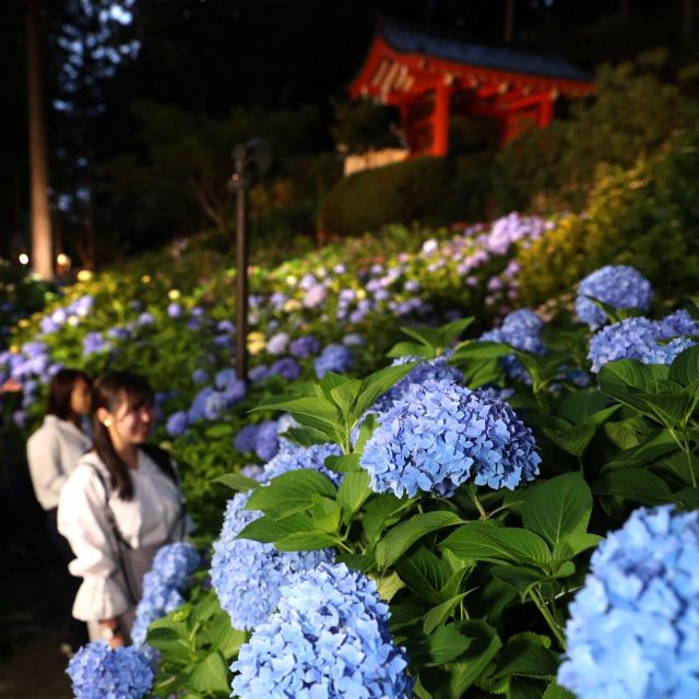 《京都》宵闇に浮かぶアジサイ　三室戸寺でライトアップ