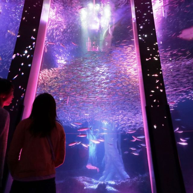 《横浜》水中で生きものたちが演じる桜　八景島シーパラダイス