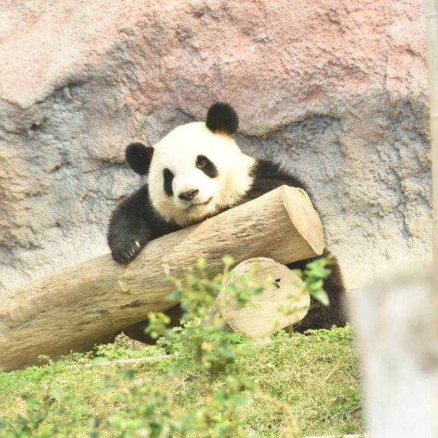 美しいマカオへ　③のんびりコロアン、タイパ