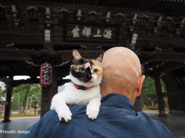 《日本橋》かわいい京都のねこがいっぱい　岩合光昭写真展「ねこの京都」　三越で
