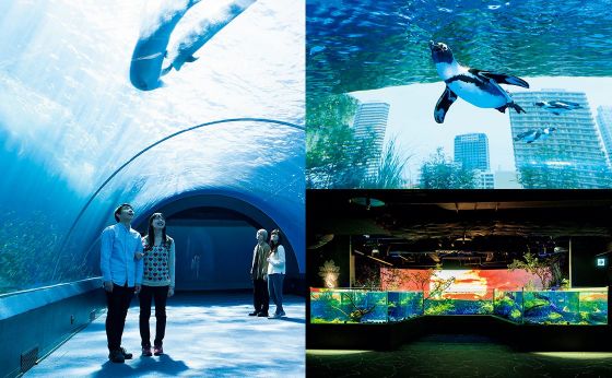 都内＆近郊 水族館ガイド［大人の水族館案内。］