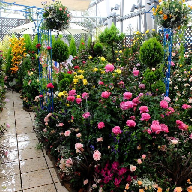 《銀座》ファンケルの屋上にローズガーデン