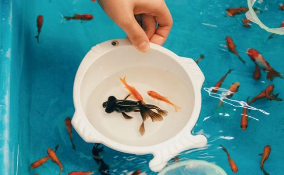 金魚坂で金魚を愛でる｜ふれて学ぶ 下町の和文化を教わる④［ふむふむ見学、湯島］