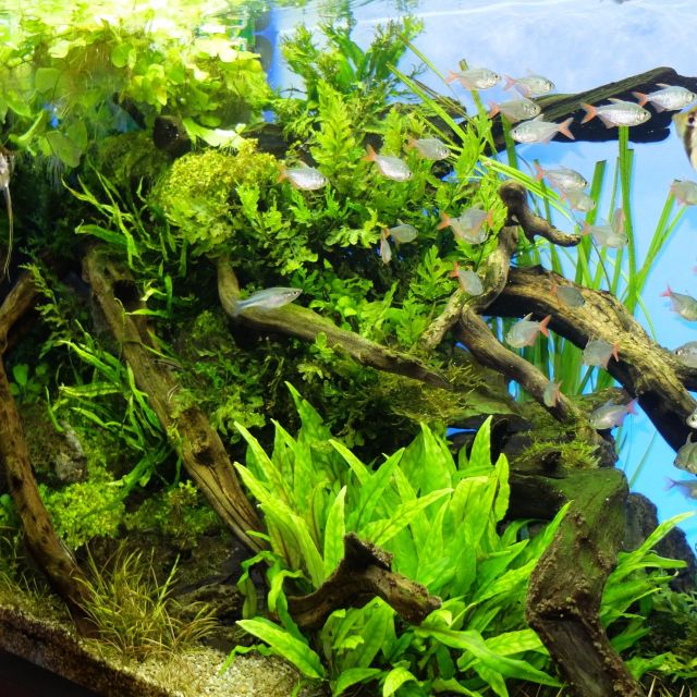 《武蔵小杉》水槽の中の大自然アートで癒されよう！　「グリーンアクアリウム展」開催中