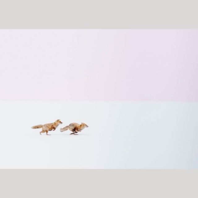 風景も動物も美しく　『follow me  ふゆのきつね』井上浩輝