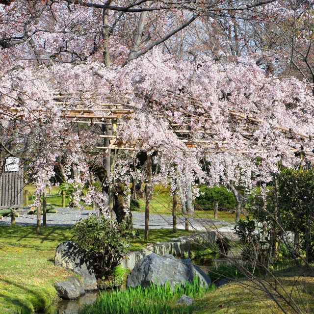 【京都さくらめぐり2018】東本願寺の飛び地庭園「渉成園」の桜②