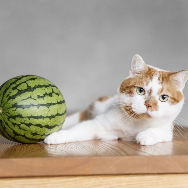 《新宿》幸せをつかんだ犬と猫の写真展「みんなイヌ、みんなネコ」　21日(月)まで開催