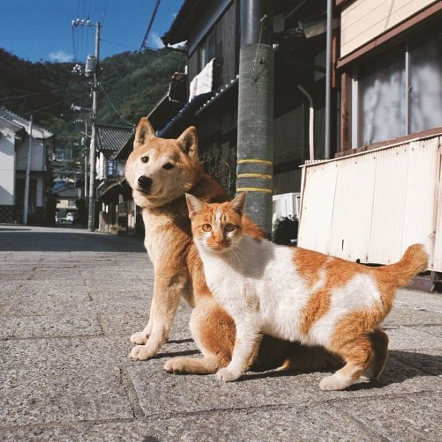 《池袋》岩合光昭写真展「ねこといぬ」、開催中