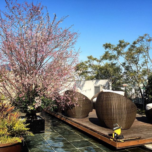 《代官山》XEX  DAIKANYAMAで、一足早く桜を愛でる