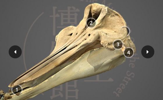 《上野》国立公園の美に隠された物語を、上野で