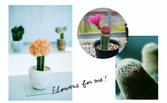 サボテンの花を咲かせてみよう［好きな花と］