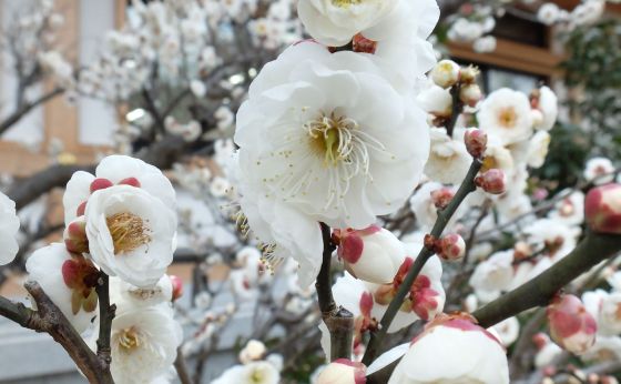 《京都》北野天満宮の梅が早くも見ごろ