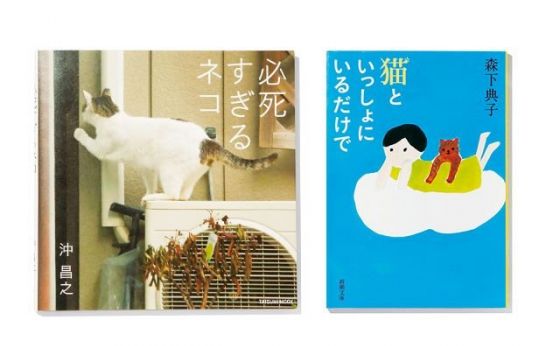 《いか文庫 本日は閉店なり》猫とイカの相性は！？