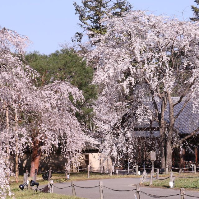 《京都》桜の名所、世界遺産・醍醐寺が満開
