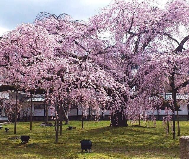 《京都》〝桜の名所〟醍醐寺にIKEAとのコラボカフェがオープン