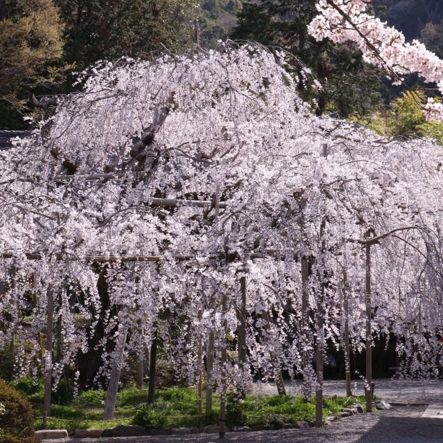 《京都》枝垂れ桜にソメイヨシノ 山科の毘沙門堂の桜がみごろ
