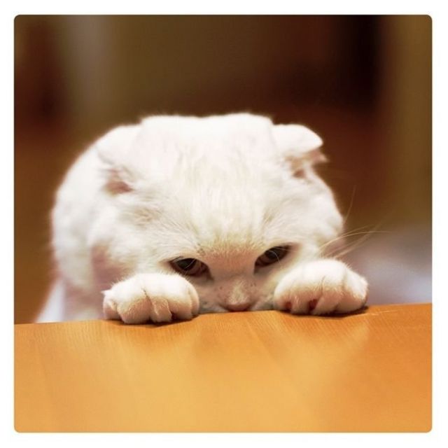 ネコのかわいい〝おてて〟だけを集めた初の写真集「ねこのおてて」が人気