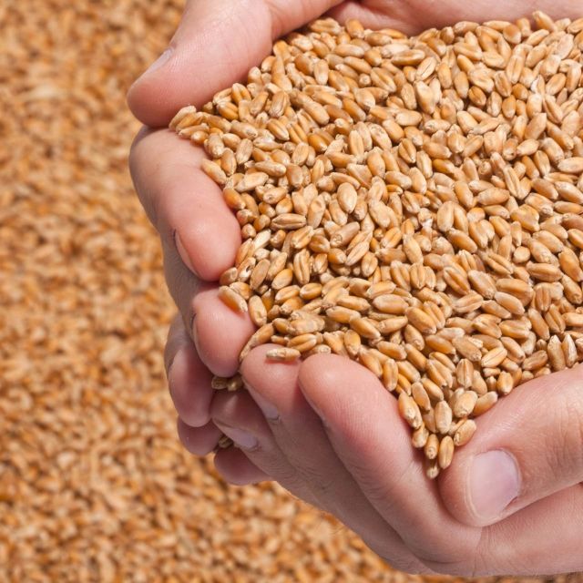 一流店のシェフが教える自宅でできる簡単スーパー大麦レシピ！