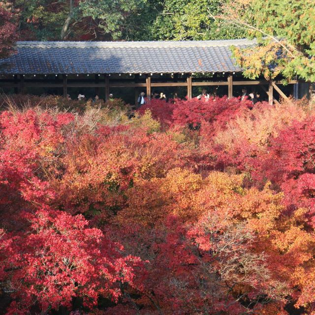 《京都》もみじの超人気名所、東福寺で真っ赤に萌える紅葉を