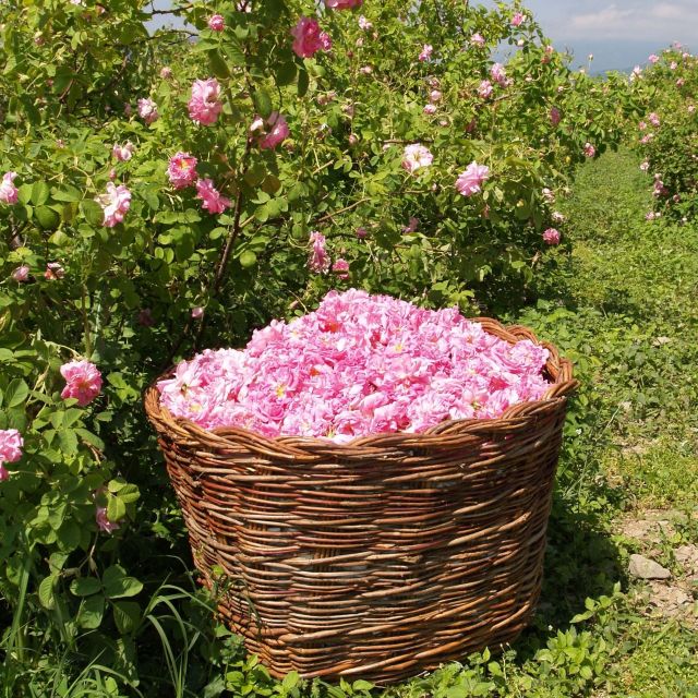 ハニーオブザイヤー最優秀賞受賞！ まるでブーケのような はちみつとは