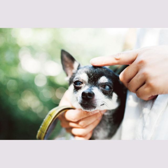 写真家 濱田英明が撮る犬と人の暮らし