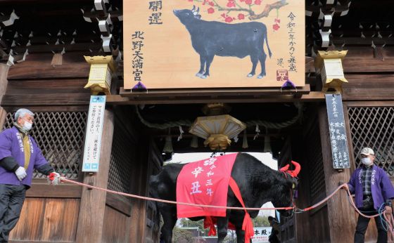 《京都》北野天満宮に牛が参拝　