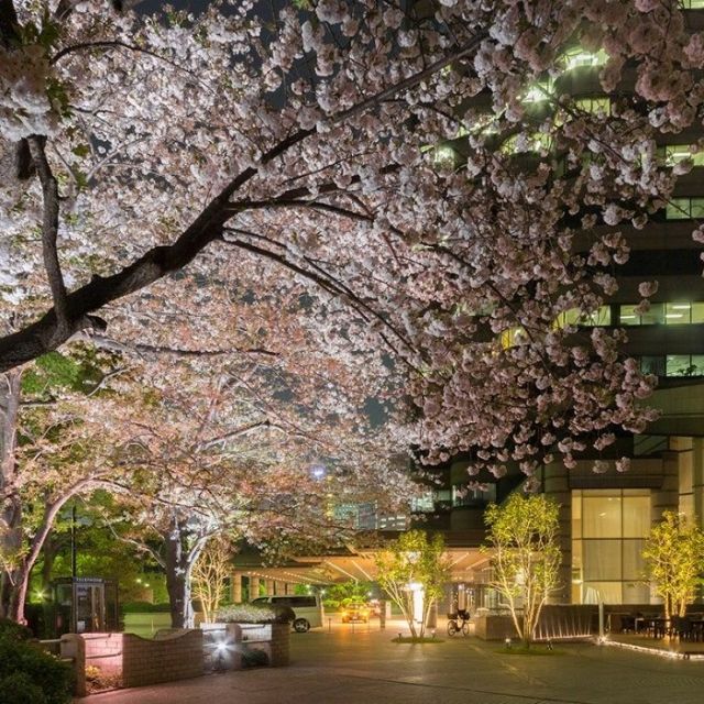 《北品川》江戸とアート、テクノロジーがコラボした「御殿山さくらまつり2018」開催中