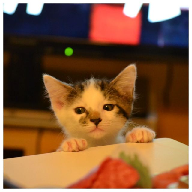 《末広町》愛らしい猫の表情に、気分もほっこり～♨ 「ねこのひょっこり展」　26日まで開催中！