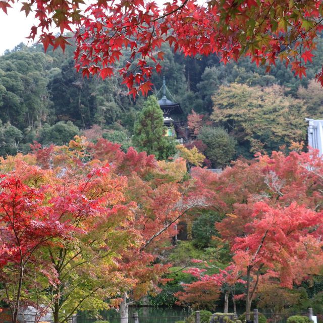 《京都》もみじの永観堂で紅葉が見ごろ