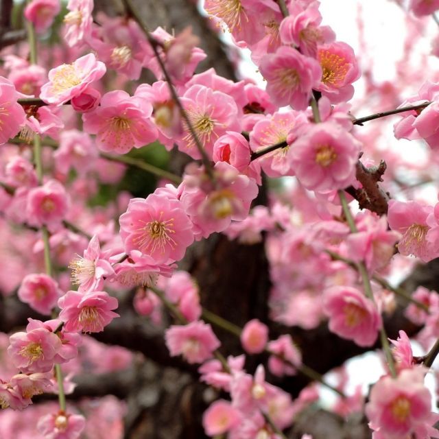 《京都》150本のしだれ梅が見頃  城南宮