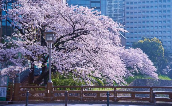 紀尾井町で春を味わい尽くそう！（後編）