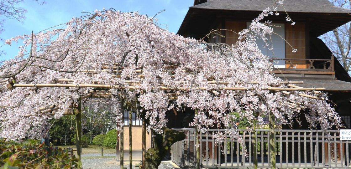 【京都さくらめぐり2018】東本願寺の飛び地庭園「渉成園」の桜②