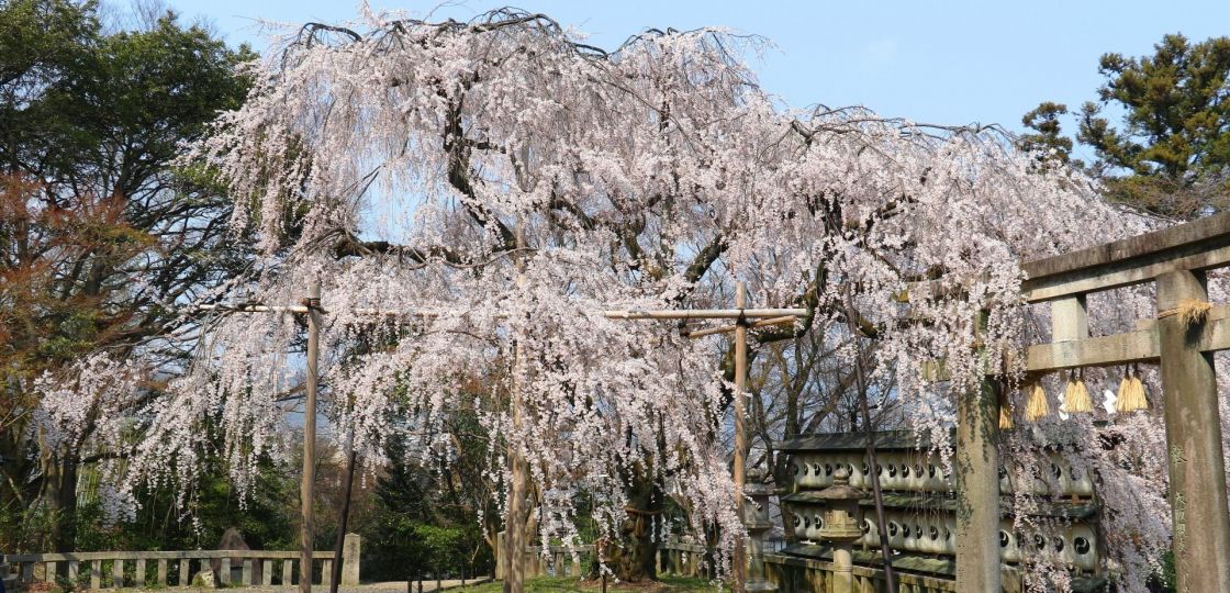 ​​​【京都さくらめぐり2018】赤穂義士、大石内蔵助ゆかりの大石桜③