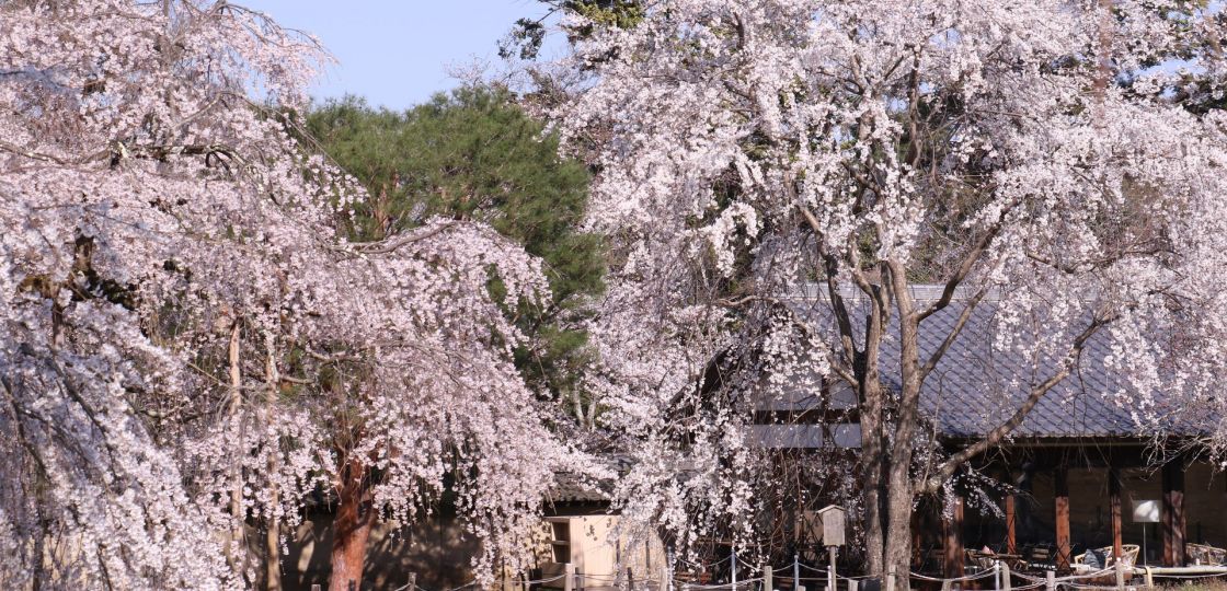 《京都》桜の名所、世界遺産・醍醐寺が満開