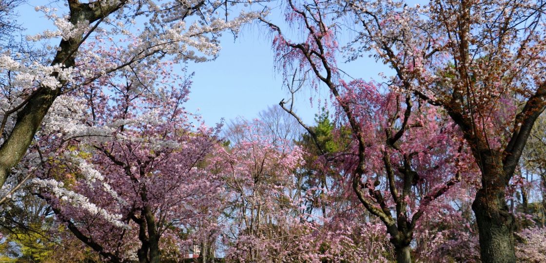 【京都さくらめぐり2018】二条城をはじめ京都の桜が満開⑤