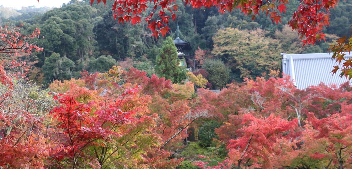 《京都》もみじの永観堂で紅葉が見ごろ