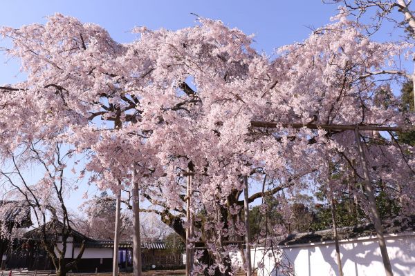 「醍醐寺三宝院の枝垂れ桜」⑤.jpg