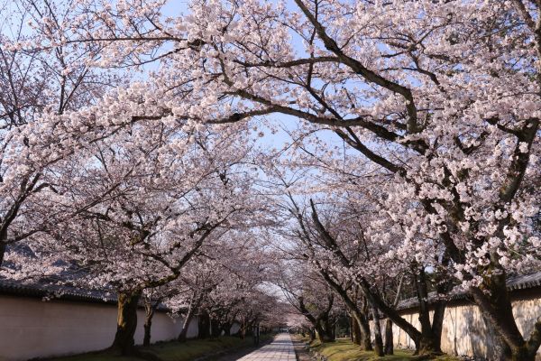「醍醐寺霊宝館前の散策路」①.jpg