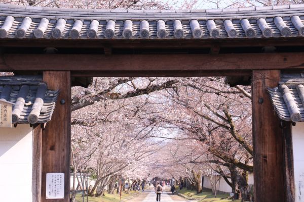 「醍醐寺霊宝館前のソメイヨシノの散策路」①.jpg