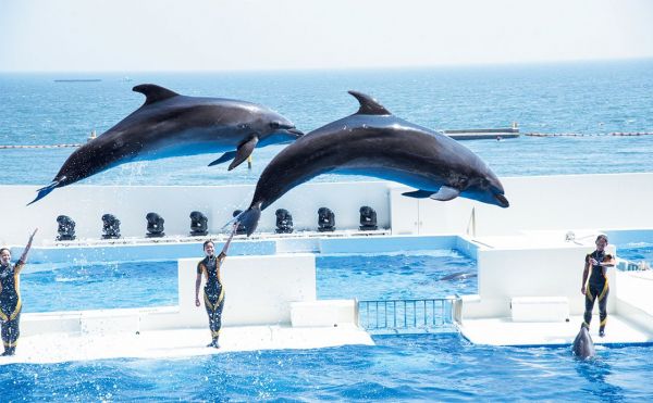 metro259_kobesuma-seaworld2024_5.jpg