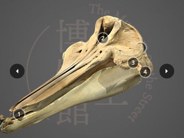 クジラの頭骨 クジラの頭骨 - メルカリ