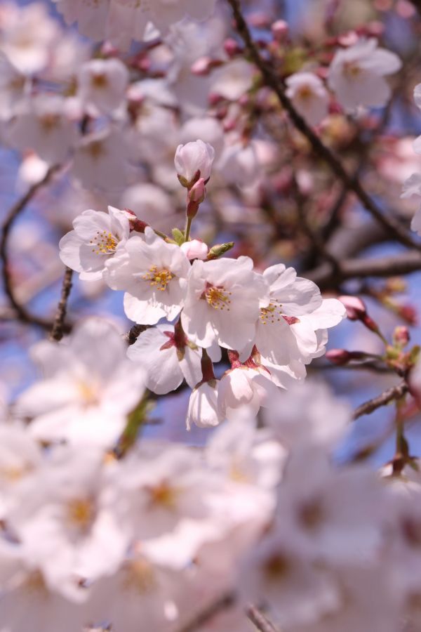 「醍醐寺霊宝館前のソメイヨシノの花」①.jpg