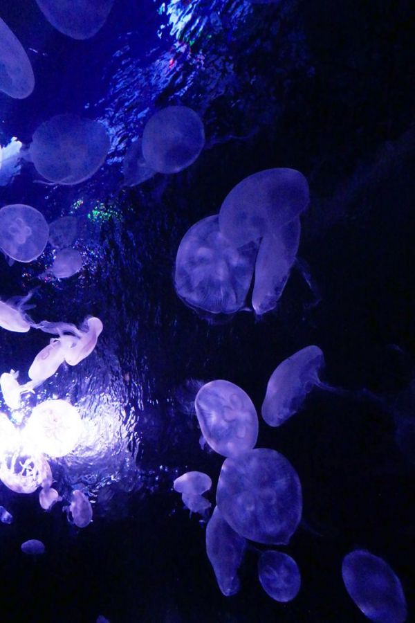 夜ふかし水族館くらげ.jpg