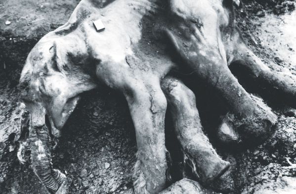 metro198_mammoth01_inner06.jpg