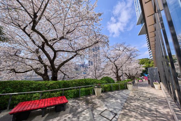 p8_野点体験差し替え_レンポジではなくてこれを使ってください_2023_TGT-Sakura_180.jpg