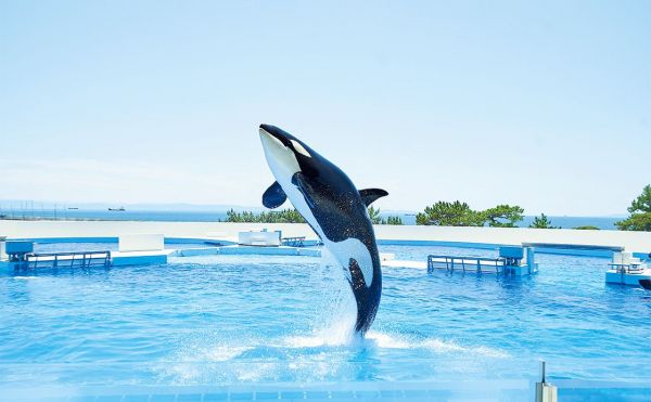 metro259_kobesuma-seaworld2024_1.jpg